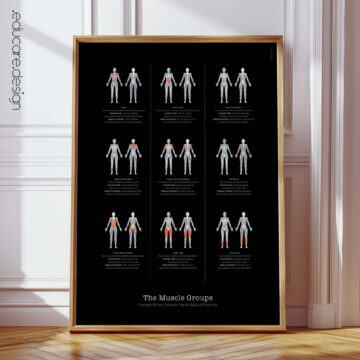 Foot, Knee and Hand Anatomy Set anatomy chart for clinics Foot, Knee and Hand Anatomy Set anatomy chart for clinics